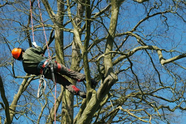 tree surgeon