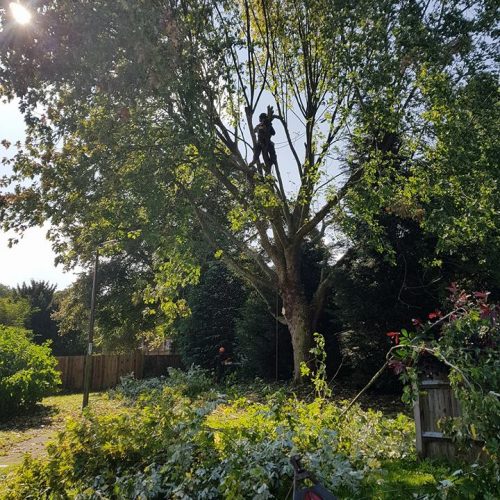 pollarding silver maple