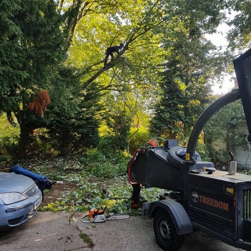 pollarding of silver maple