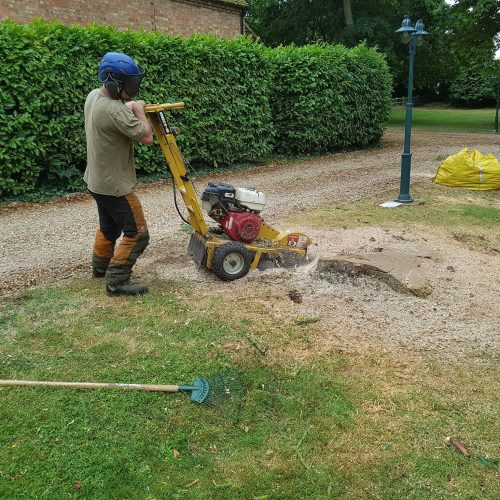 stump grinding