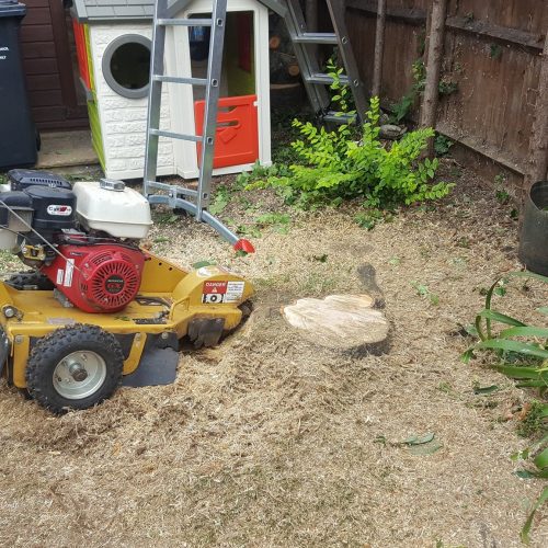 stump grinding after