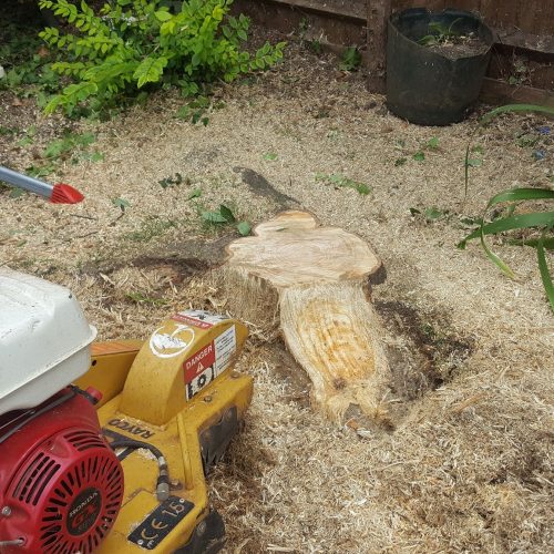 stump grinding before