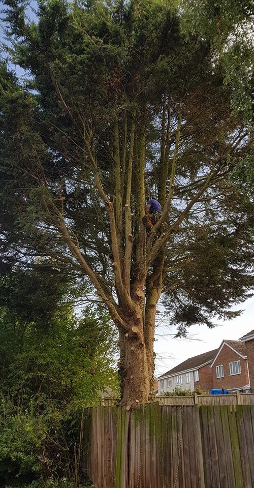 tree removal before